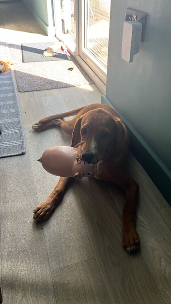 7 month old Cockador