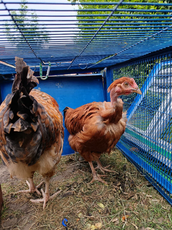 Hens