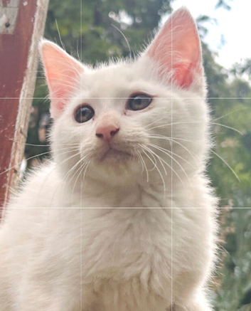 Kittens ready for new homes