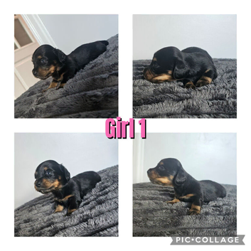 4 mini dachshund longhair puppys