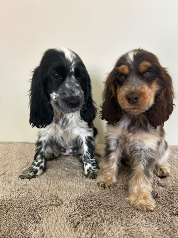 Kc registered show type spaniels