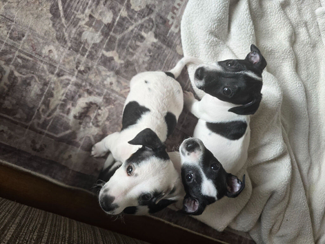 3 Jack Russells &pound;250