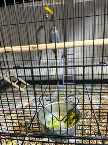 Budgies 2 babies with cage