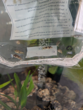7 pea puffers