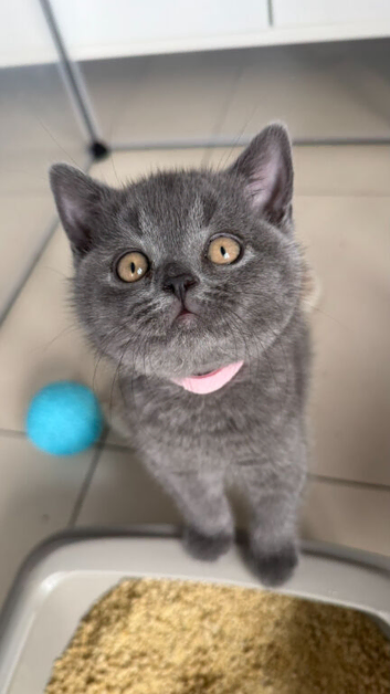 Gorgeous GCCF BSH Kittens