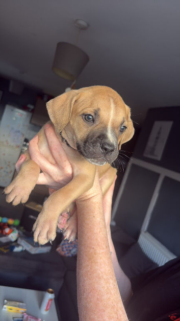 Cane corso x staffy girl
