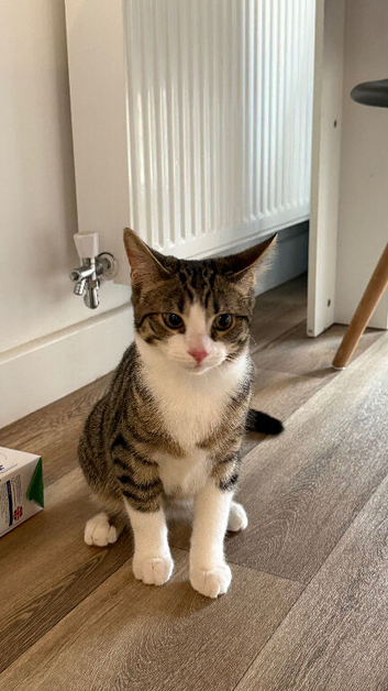 Beautiful cat - Urgent Price negotiable