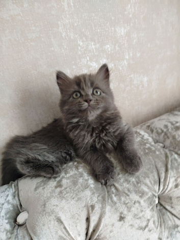 Mixed russian blue girls