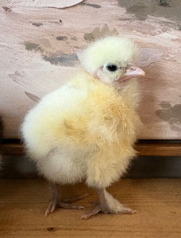 Showgirls F1 Silkie x Turken Naked Neck