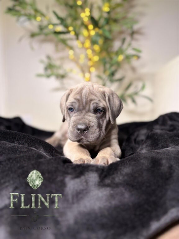 Health tested cane corso puppies from champion pedigree