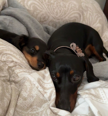 Beautiful miniature dachshund puppies