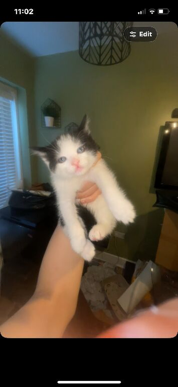 4 kittens