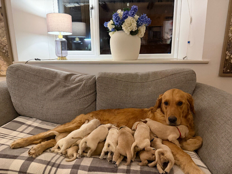 EXCEPTIONALLY BRED GOLDEN RETRIEVERS