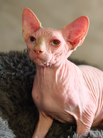 Canadian Sphynx Cream Male Aqua blue eyes