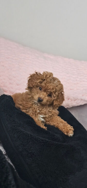 BEAUTIFUL F.1.B PUPPIES
