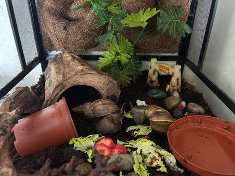 2 Giant african land snails and complete equipment