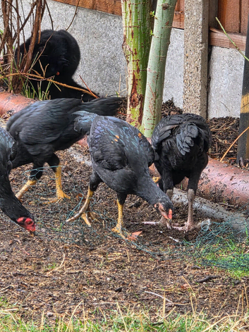 Aseel Hen 3 months old 2 for &pound;130