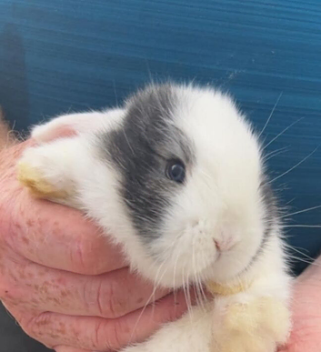Mini lop