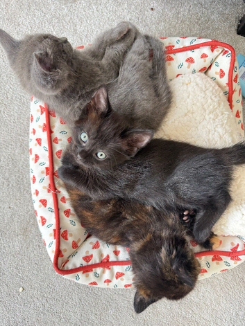 READY NOW 1kittens left
