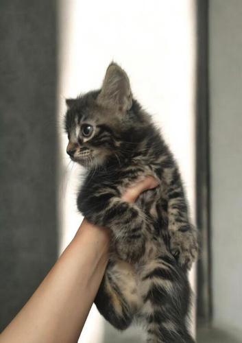 1 Gorgeous Maine Coon Kitten