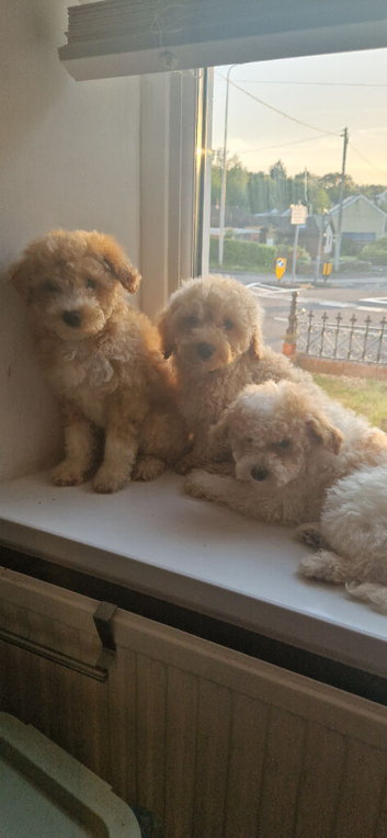 Beautiful Poochon Puppies