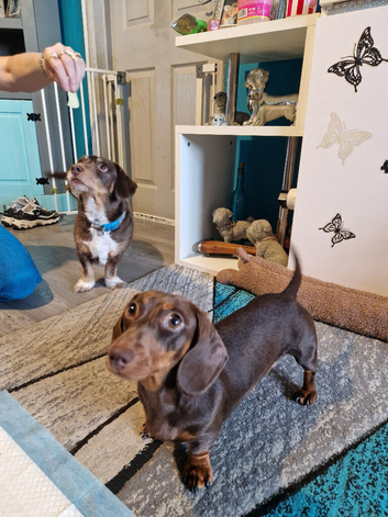 Dachshund Puppies!