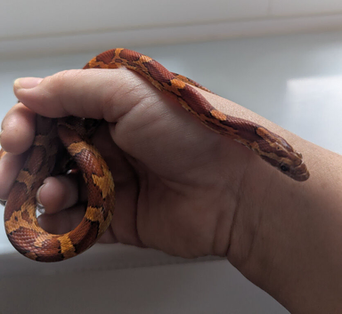 Baby Carolina corn snake
