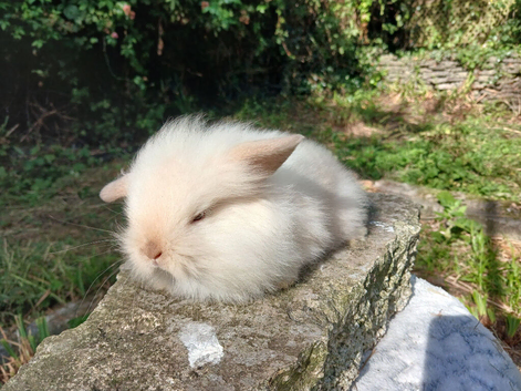 Stunning lion lop baby rabbits RTR