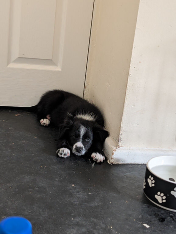 14 week old male border collie