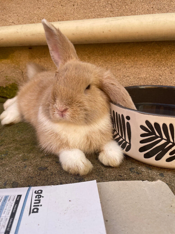 Lionlop x holland lops