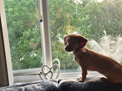 Daschund cross for sale