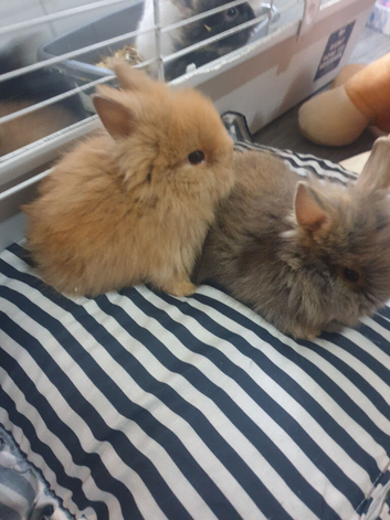 7 lionhead rabbits for sale