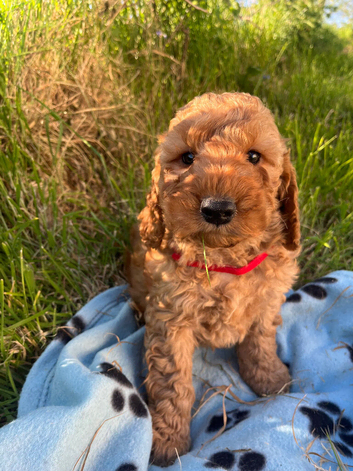 Cockapoo boy puppy