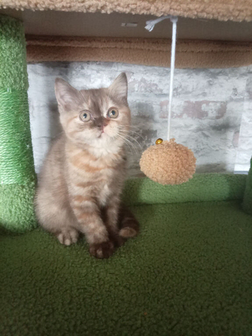 Cinnamon tortie bsh girl