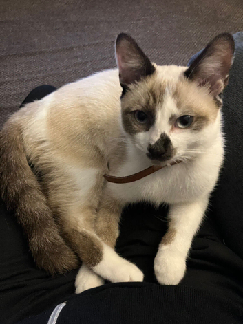 Cat for good home only