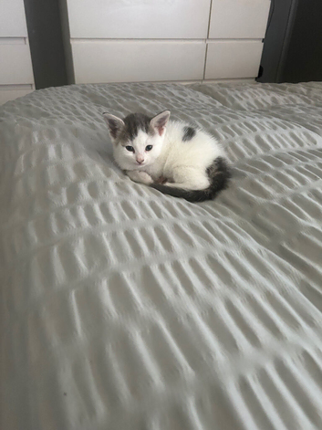 5 weeks old kittens