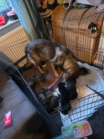 9 beautiful shepsky puppies