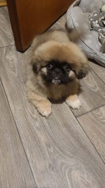 1 Pekingese Puppy