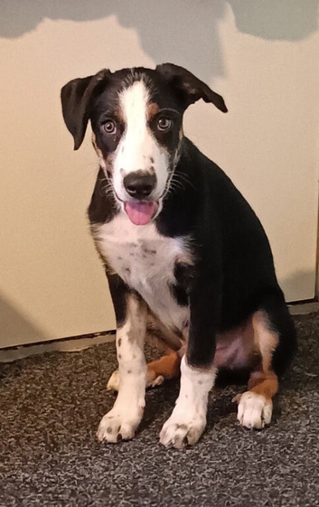 BUDDY 20 WEEK OLD BORDER COLLIE