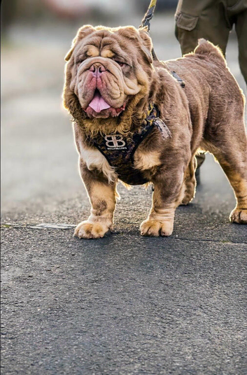 Olde Tyme Fluffy Bulldog For Stud