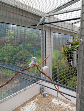 2026 Helicopter budgies