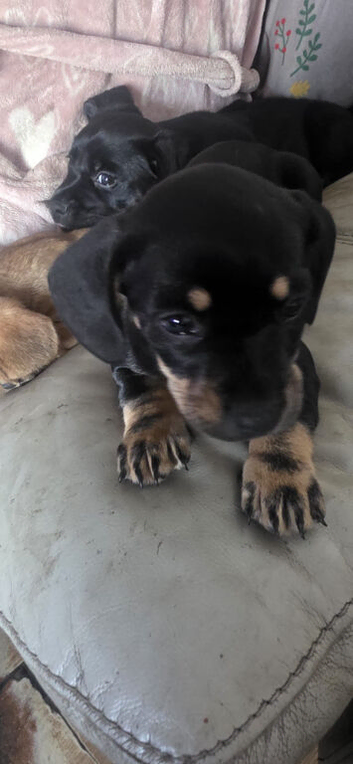 Black and tan pup