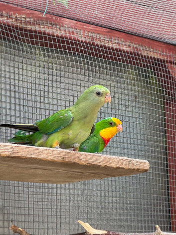 Barraband parrot