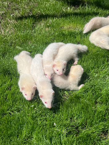 Albino Girls 2 Left ️