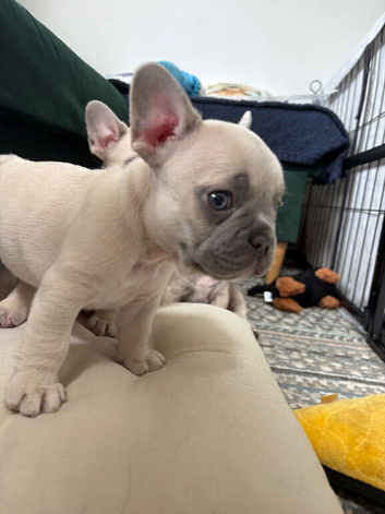 French Bulldog Puppies Looking for Loving Forever Homes - Can be seen with Mum