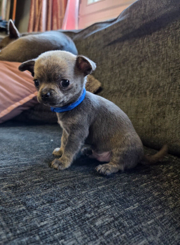 Male Pedigree Chihuahua Puppy