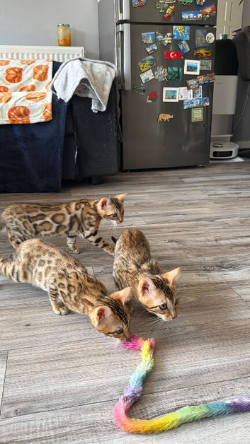 Beautiful 5 Generations Pedigree Bengal kittens in London