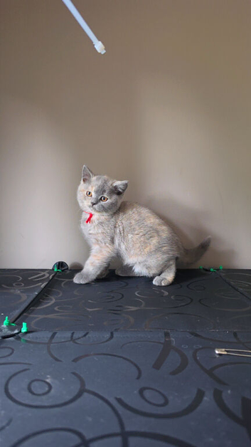 British short hair kittens