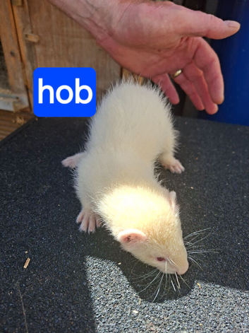Albino ferret