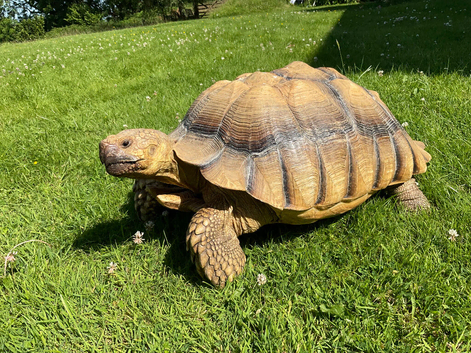 MISSING SULCATA TORTOISE